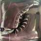 New Size 9 burgundy Tommy Hilfiger Women's PALMYR Combat Boot